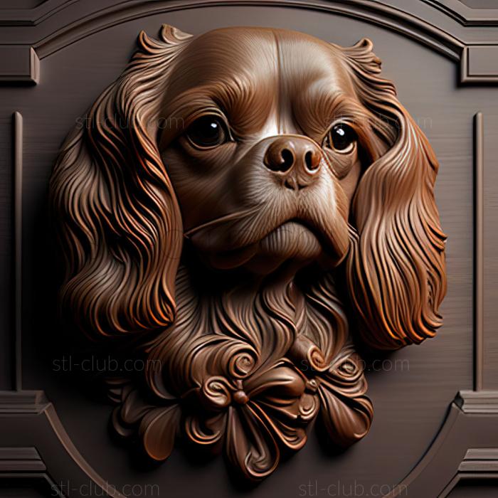 st King Charles Spaniel dog